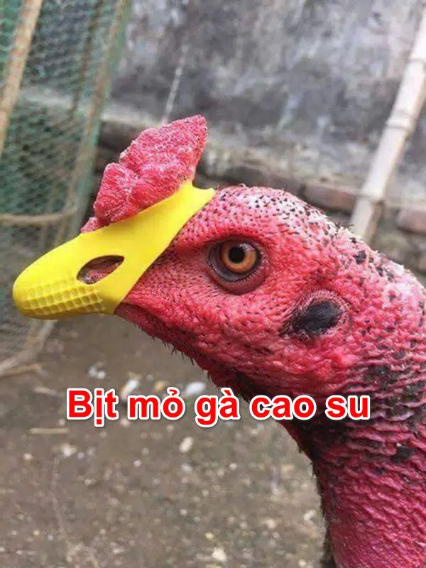 Bịt mỏ gà chọi có tác dụng gì?
