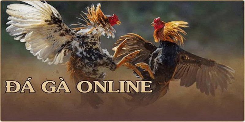 Tìm hiểu về đá gà online