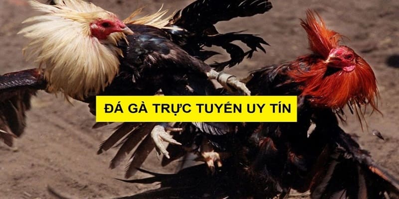 Lý do nên tham gia giải trí và cá cược đá gà tại nhà cái