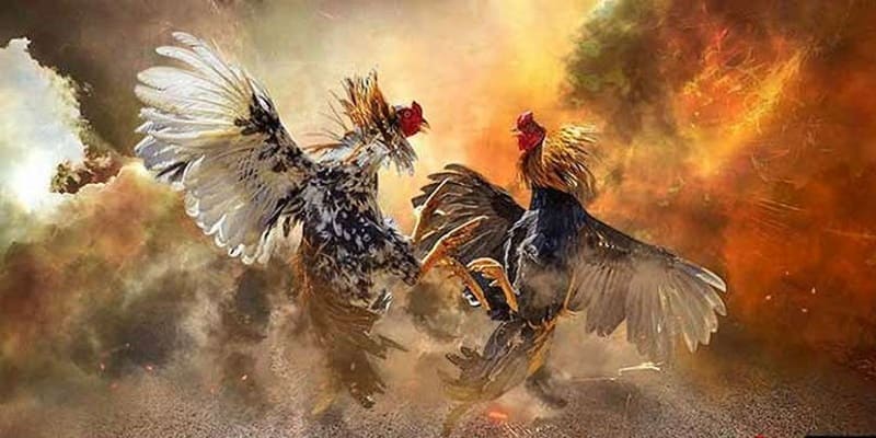 Khái quát về sảnh cá cược đá gà EE88