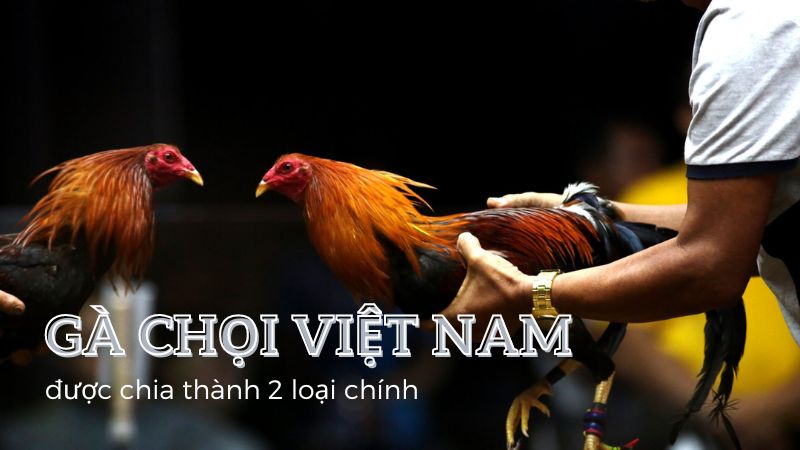 Gà chọi Việt Nam: Những chiến kê lừng danh từ Nam chí Bắc