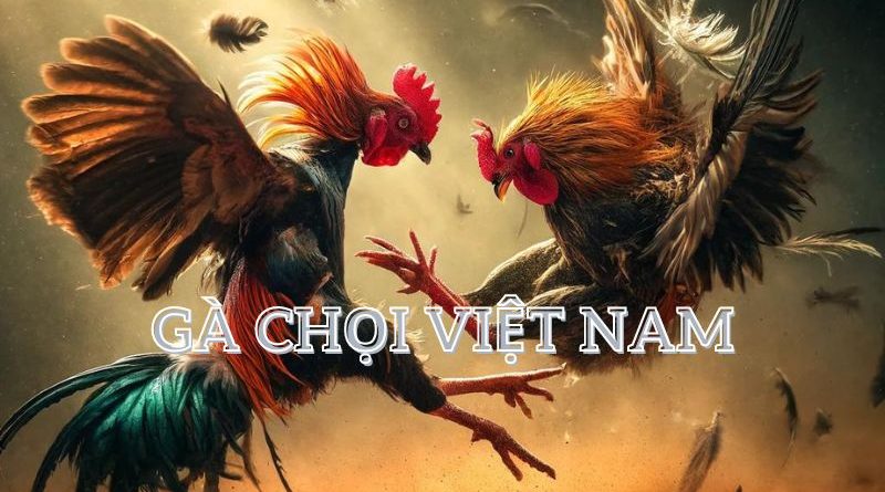 Gà chọi Việt Nam: Những chiến kê lừng danh từ Nam chí Bắc