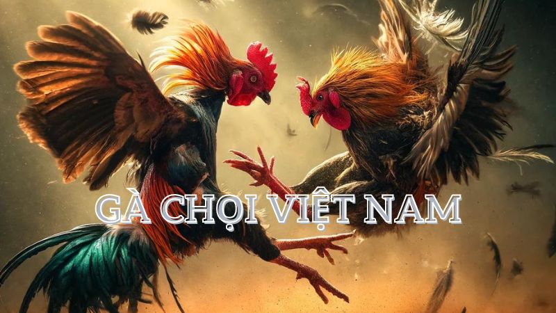 Gà chọi Việt Nam: Những chiến kê lừng danh từ Nam chí Bắc