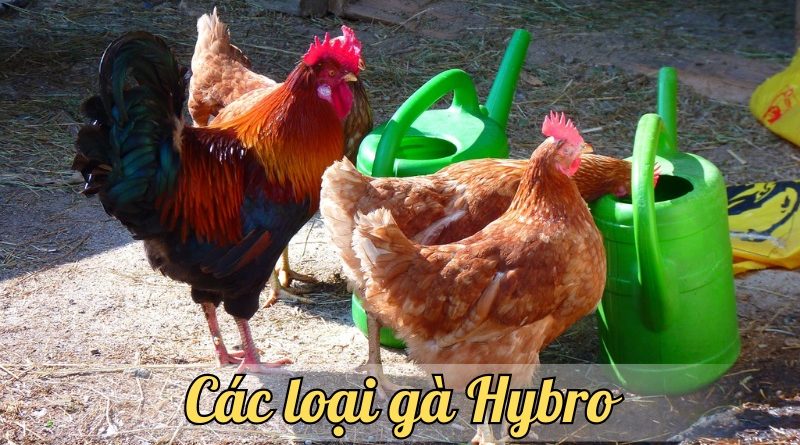 Gà Hybro – Lựa chọn hoàn hảo cho người chăn nuôi gà lấy trứng