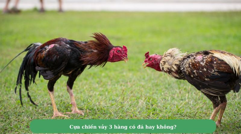 Gà đá 3 hàng vảy tốt hay xấu? Mẹo chọn gà đá 3 hàng vảy hiệu quả