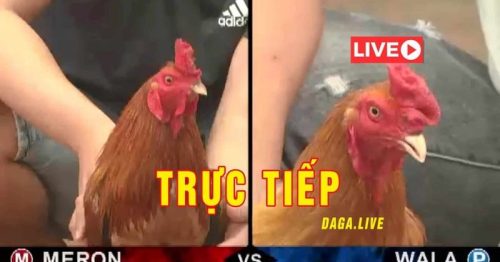 Đá gà trực tiếp – Trực tiếp những trận đấu rực lửa tại V9bet