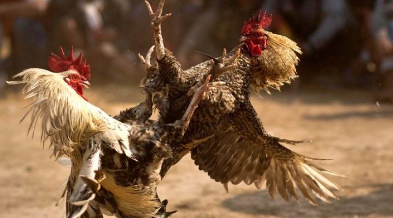 Cách chăm sóc gà đá hiệu quả – Bí quyết để gà luôn khỏe mạnh và chiến thắng