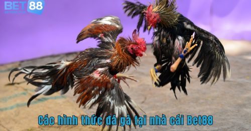 Các Hình Thức Đá Gà Tại Bet88 Sống Động Như Thật