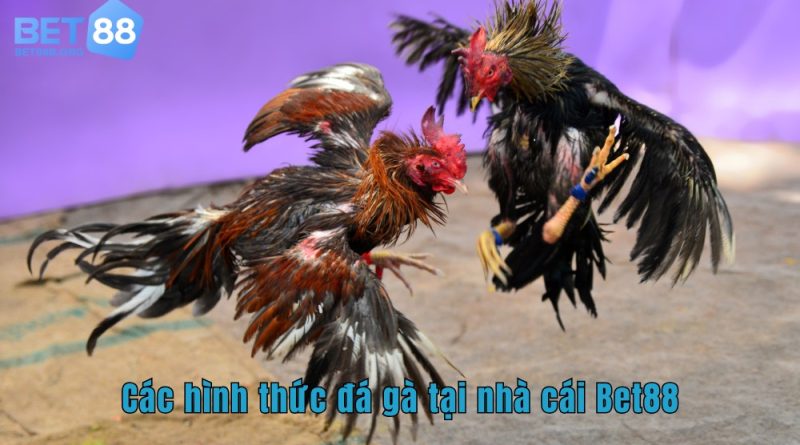 Các Hình Thức Đá Gà Tại Bet88 Sống Động Như Thật