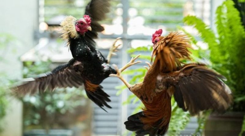 Đá Gà Bomwin – Bí quyết đặt cược kê bách chiến bách thắng