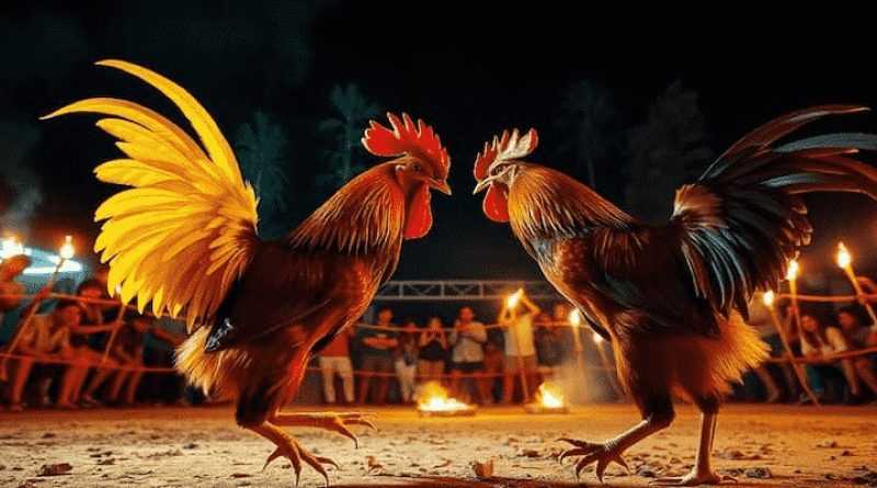 Đá gà EV88 – Sảnh cược uy tín với nhiều chế độ đặt cược, thưởng cao và rút tiền siêu tốc