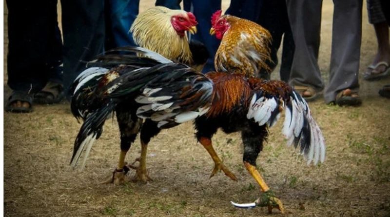 Đá gà Thomo – Sảnh cược chọi kê hot nhất tại nhà cái Ev99